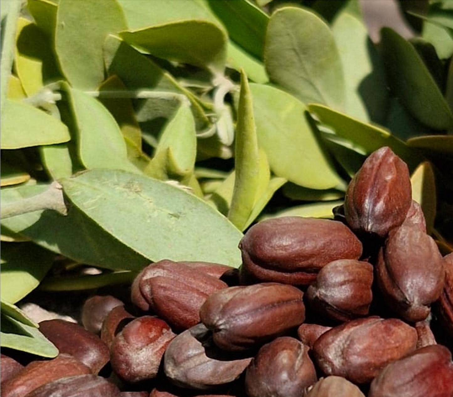 Semillas de jojoba de exportación