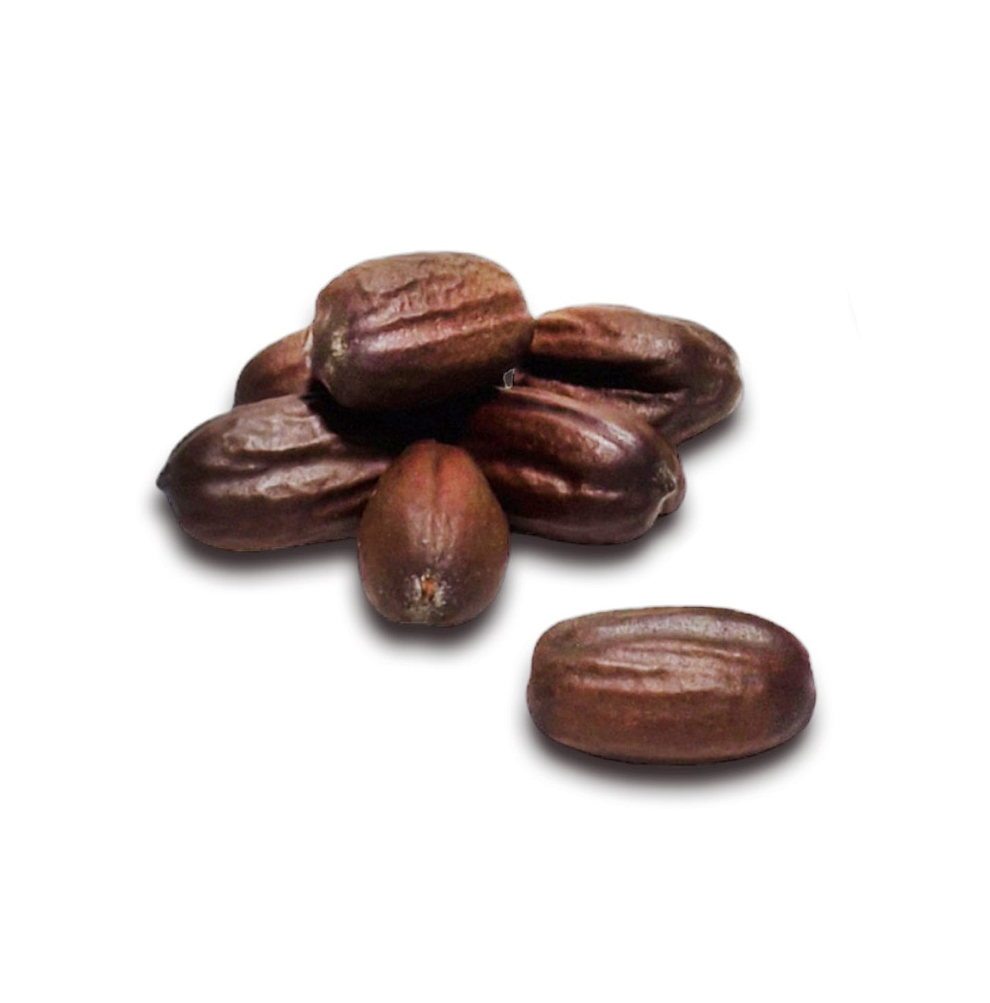Semillas de jojoba de exportación