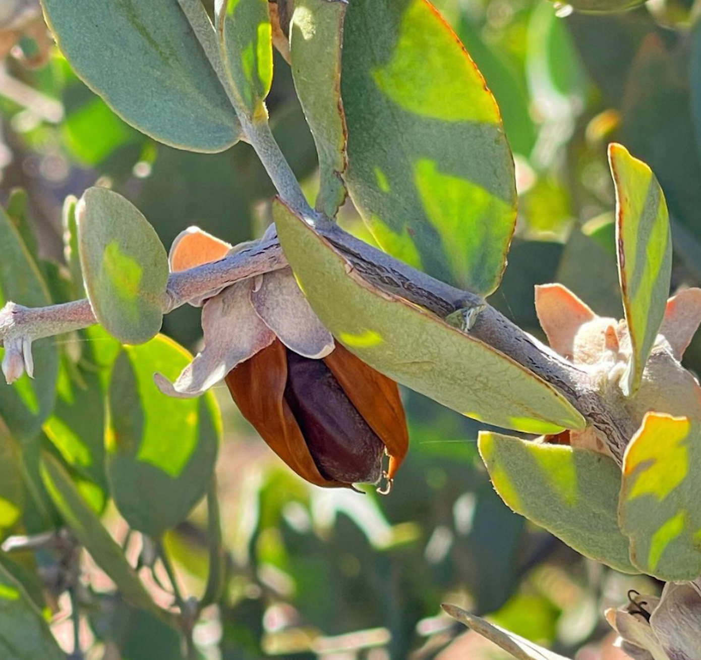 Aceite de jojoba 100 ml